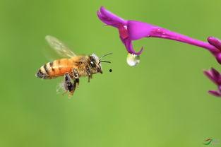 养野蜂视频,跟随视频探索自然蜂巢的秘密
