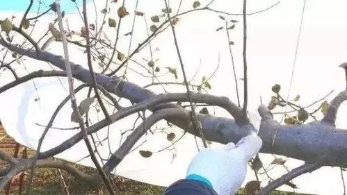 苹果树的修剪视频,视频教程深度解读