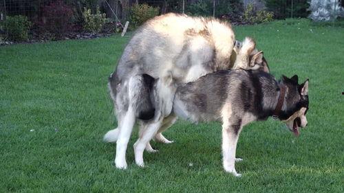 狗狗怎样配种视频,专业视频带你一窥究竟