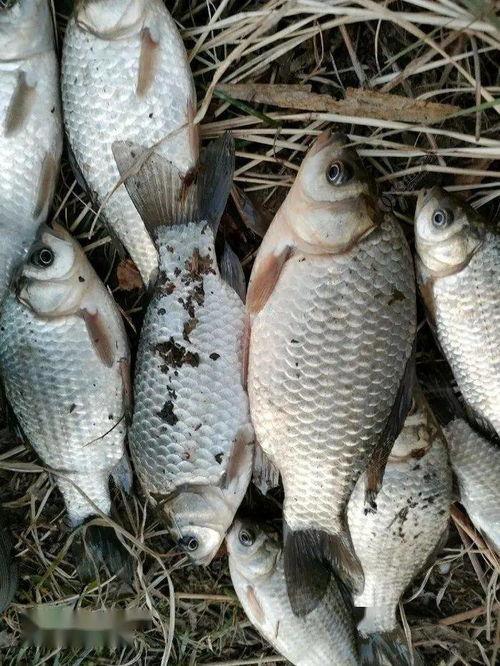 冬天野钓鲫鱼视频